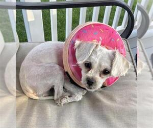 Shih Tzu Dogs for adoption in West Valley, UT, USA