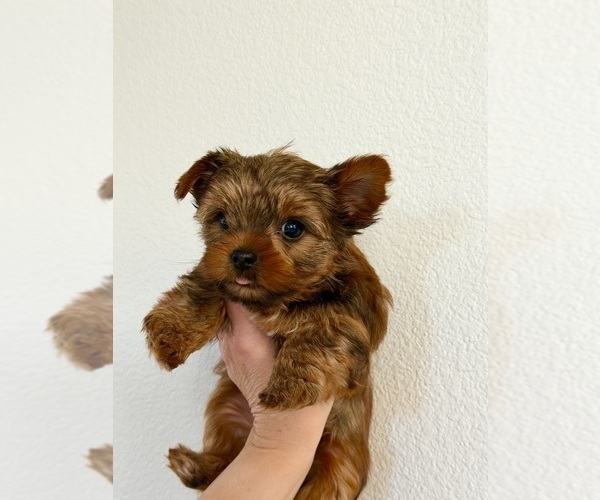 Medium Photo #2 Yorkshire Terrier Puppy For Sale in ROCKLIN, CA, USA