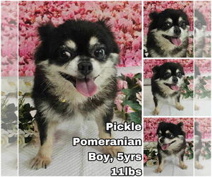 Pomeranian Dogs for adoption in Seattle, WA, USA