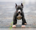 Puppy Puppy 2 American Bully
