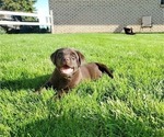Small Photo #3 Labrador Retriever Puppy For Sale in FLAGLER, CO, USA
