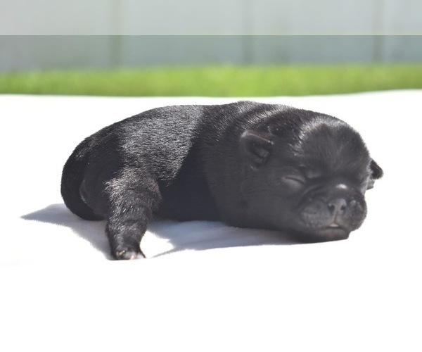 Medium Photo #4 Pug Puppy For Sale in PALM COAST, FL, USA