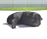 Small #3 Pug