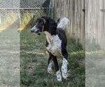 Small #1 Poodle (Standard) Mix