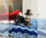 Small Photo #11 Cavalier King Charles Spaniel Puppy For Sale in FREDERICKSBRG, PA, USA