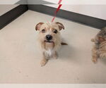Small Border Terrier