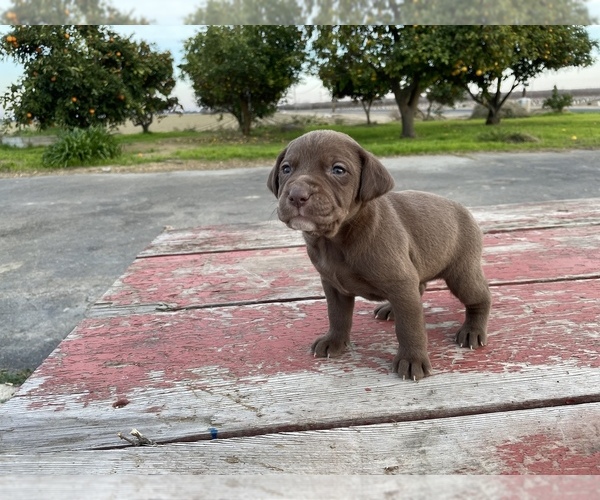 Full screen Photo #1 Labrador Retriever Puppy For Sale in PATTERSON, CA, USA