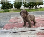 Small Photo #1 Labrador Retriever Puppy For Sale in PATTERSON, CA, USA
