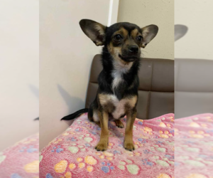 Chihuahua-Unknown Mix Dogs for adoption in Cranston, RI, USA