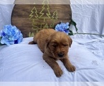 Small #5 Golden Retriever
