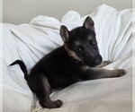 Small #1 German Shepherd Dog Mix