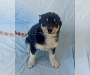Pomsky-Shiba Inu Mix Puppy for sale in NASHUA, NH, USA