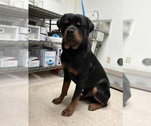 Rottweiler Dogs for adoption in Bakersfield, CA, USA