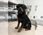 Small Rottweiler