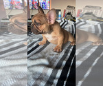 Small Photo #4 French Bulldog Puppy For Sale in NEWPORT BEACH, CA, USA