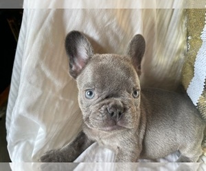 Father of the French Bulldog puppies born on 05/21/2022