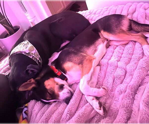 Medium Photo #4 Australian Kelpie-Huskies  Mix Puppy For Sale in Chandler, AZ, USA