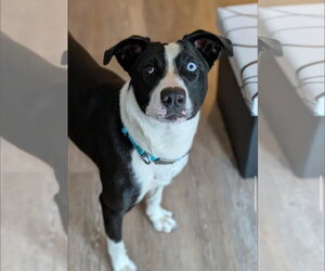 Labsky Dogs for adoption in Alexander, AR, USA