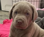 Puppy Baron Labrador Retriever