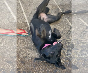 Forty - Female German Shepherd Dog-Unknown Mix Dog for Adoption - Photo #8