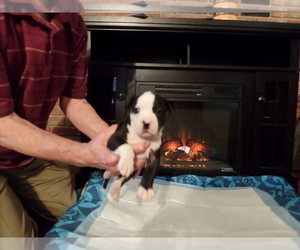 American Bulldog Puppy for sale in HOLIDAY, FL, USA