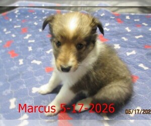 Shetland Sheepdog Puppy for sale in SOLON, ME, USA