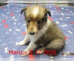 Image preview for Ad Listing. Nickname: Marcus