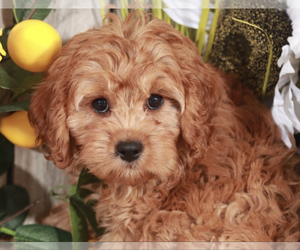 Cavapoo Puppy for sale in MOUNT VERNON, OH, USA
