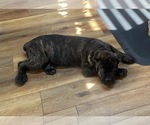 Puppy Brindle Cane Corso