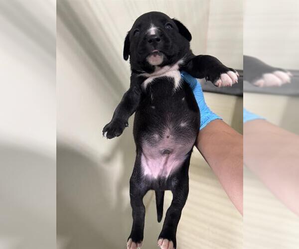 Medium Photo #1 Mutt Puppy For Sale in Bakersfield, CA, USA