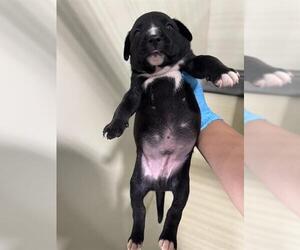 Mutt Dogs for adoption in Bakersfield, CA, USA