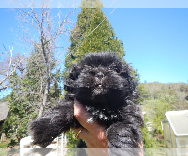 Medium Photo #2 Shih Tzu Puppy For Sale in CENTRAL POINT, OR, USA