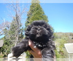 Small Photo #2 Shih Tzu Puppy For Sale in CENTRAL POINT, OR, USA