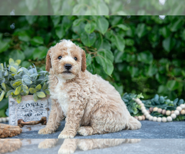 Medium Photo #1 Poodle (Miniature) Puppy For Sale in WOLCOTTVILLE, IN, USA