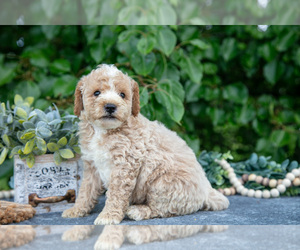 Medium Poodle (Miniature)