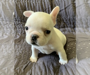 French Bulldog Puppy for sale in JOHNS ISLAND, SC, USA
