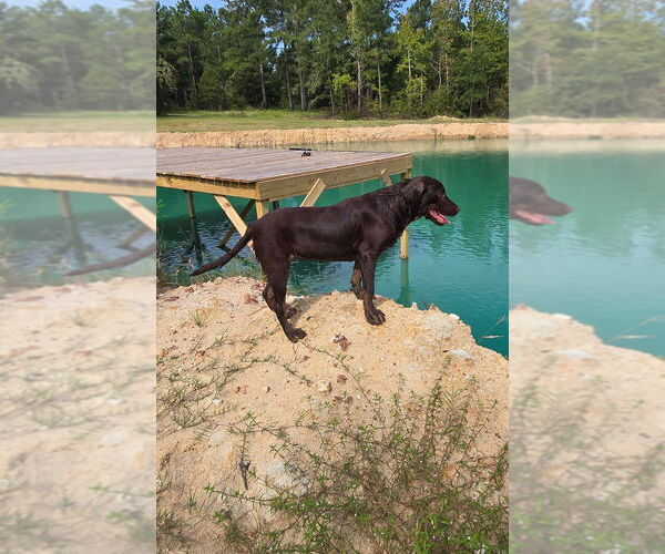 Medium Photo #5 Labrador Retriever Puppy For Sale in EASTMAN, GA, USA