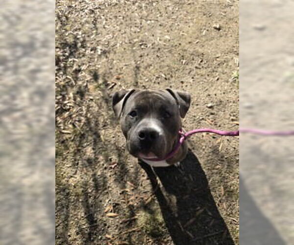 Medium Photo #2 Mutt Puppy For Sale in Glen Allen, VA, USA