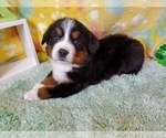 Small Photo #4 Bernese Mountain Dog Puppy For Sale in BLACK FOREST, CO, USA