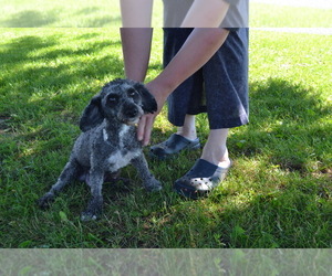 Mother of the Shih-Poo puppies born on 07/07/2025