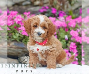 Golden Retriever-ShihPoo Mix Puppy for sale in GAP, PA, USA