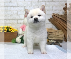 Shiba Inu Puppy for sale in SAN FRANCISCO, CA, USA