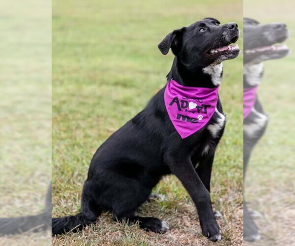Medium Photo #2 Aussiedor Puppy For Sale in Milner, GA, USA