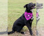 Small Photo #2 Aussiedor Puppy For Sale in Milner, GA, USA