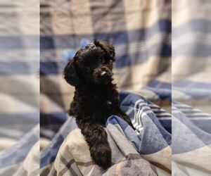 Miniature Australian Shepherd-Poodle (Toy) Mix Puppy for sale in PORTLAND, OR, USA