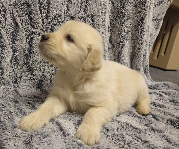 Medium Photo #1 English Cream Golden Retriever Puppy For Sale in PROSPECT, VA, USA