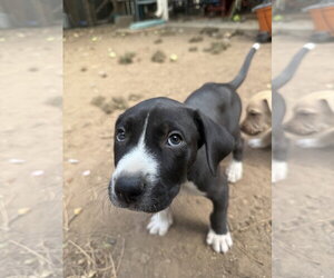 Mutt Dogs for adoption in Fort Collins, CO, USA