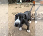 Small Mutt