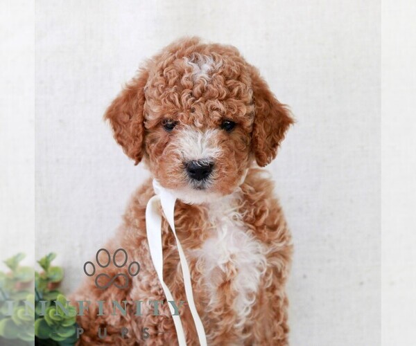Medium Photo #3 Goldendoodle (Miniature) Puppy For Sale in NEWMANSTOWN, PA, USA