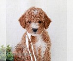 Small #2 Goldendoodle (Miniature)